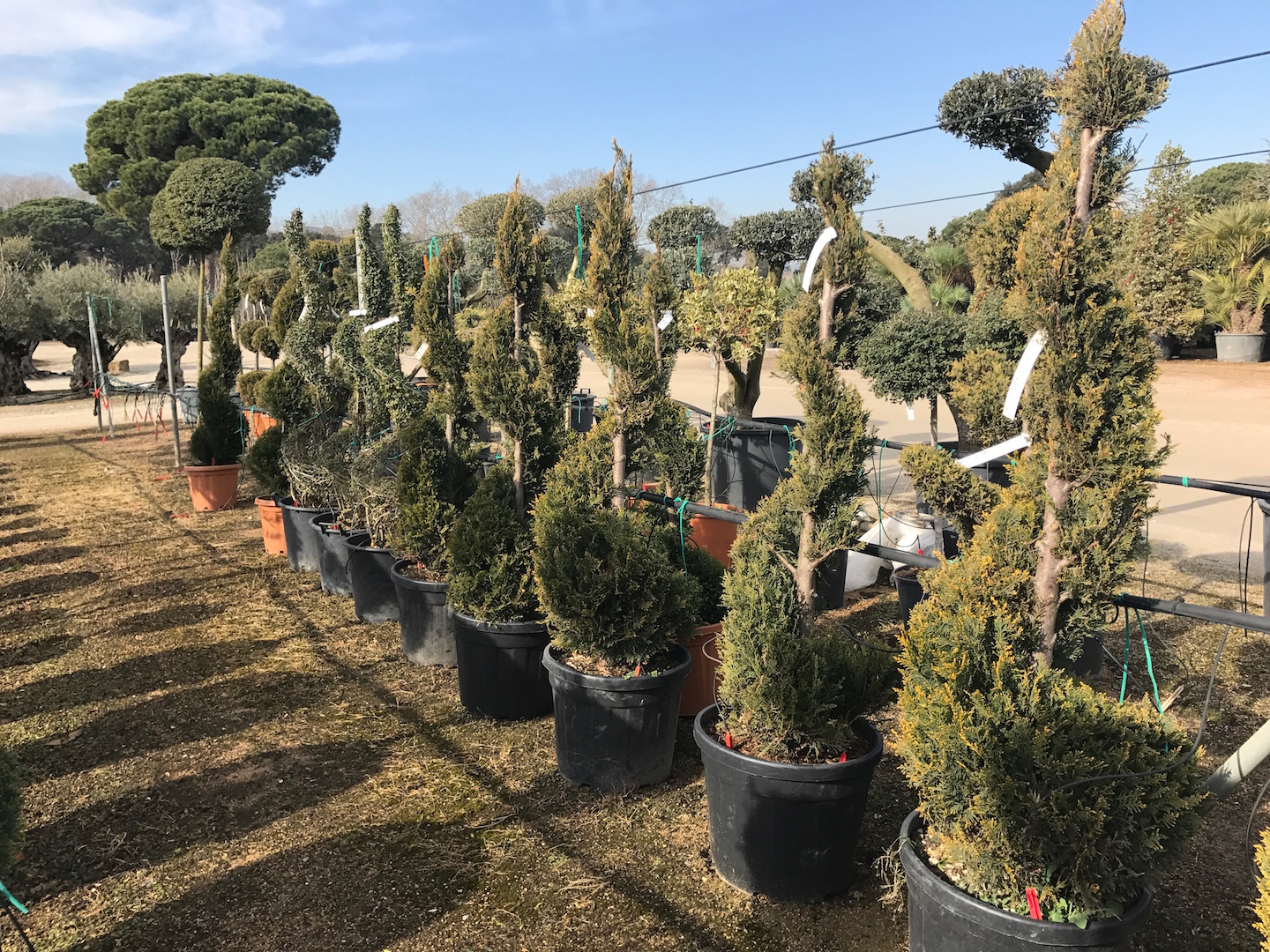 Coníferas - Viveros de Cardedeu