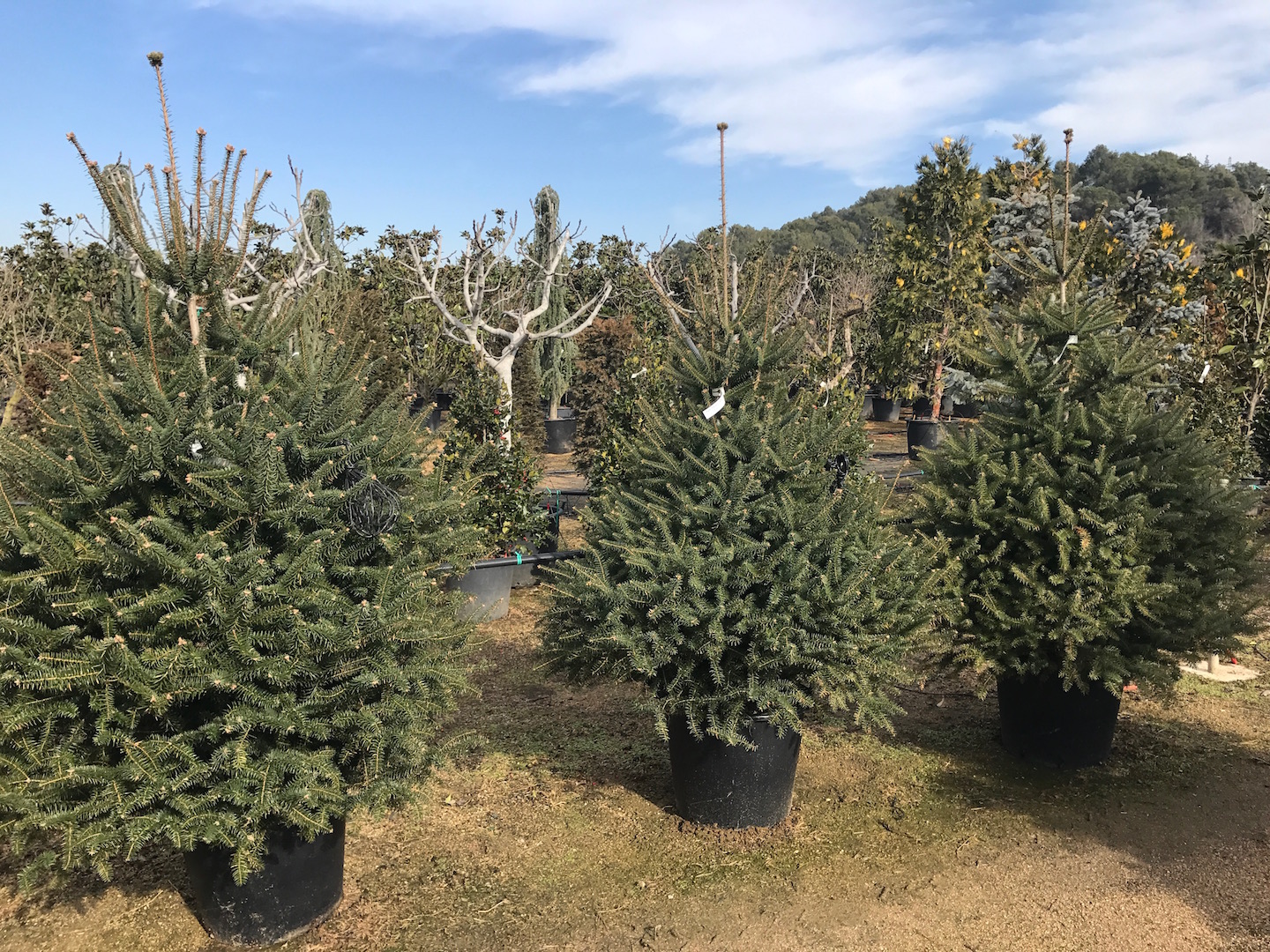 Coníferas - Viveros de Cardedeu