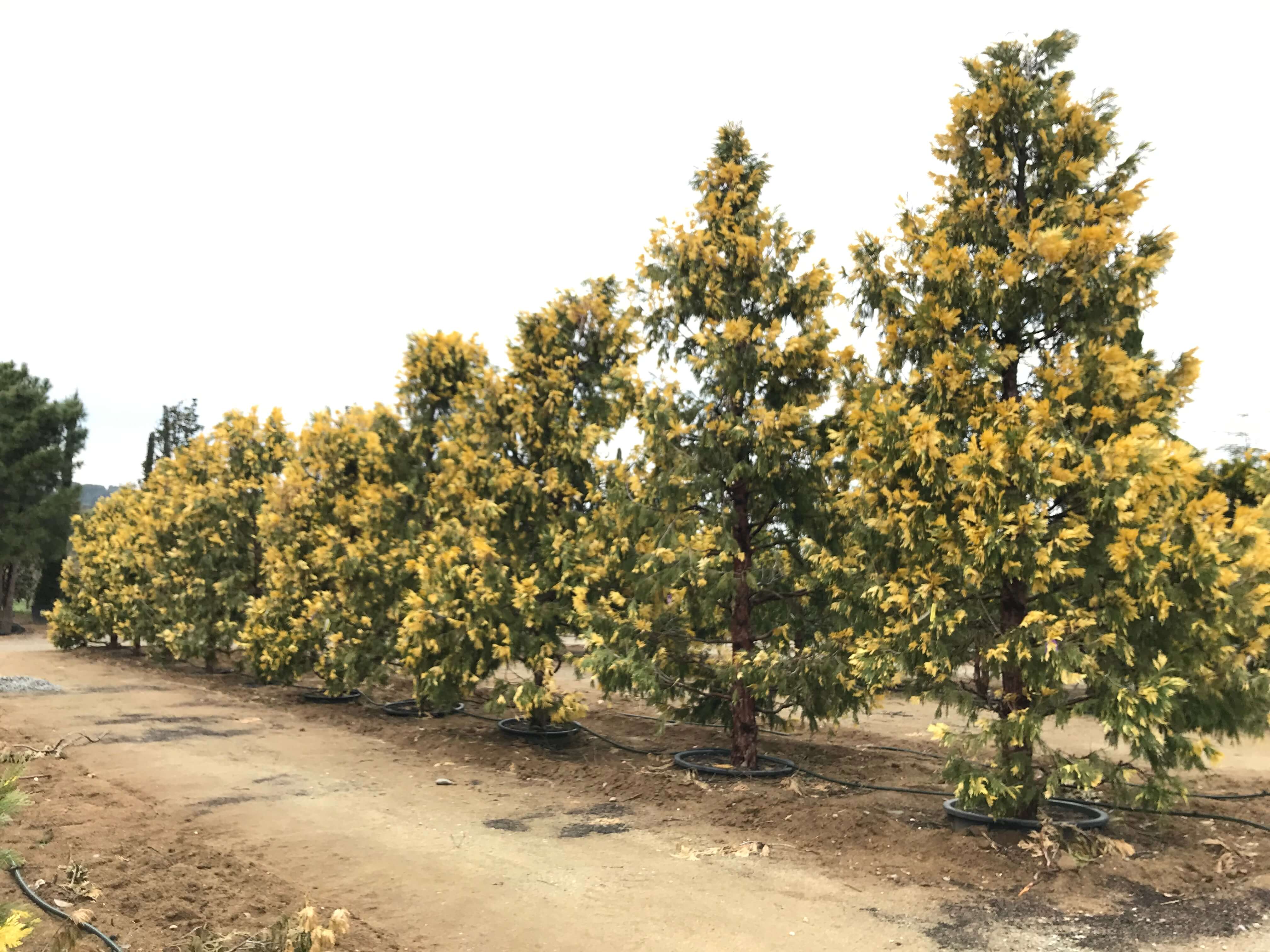 Coníferas - Viveros de Cardedeu