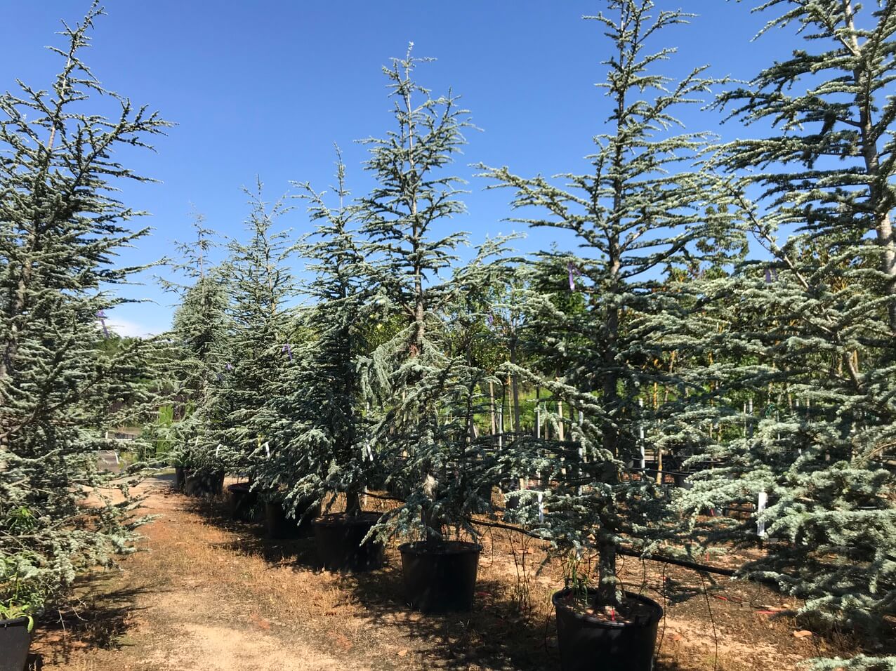 Coníferas - Viveros de Cardedeu