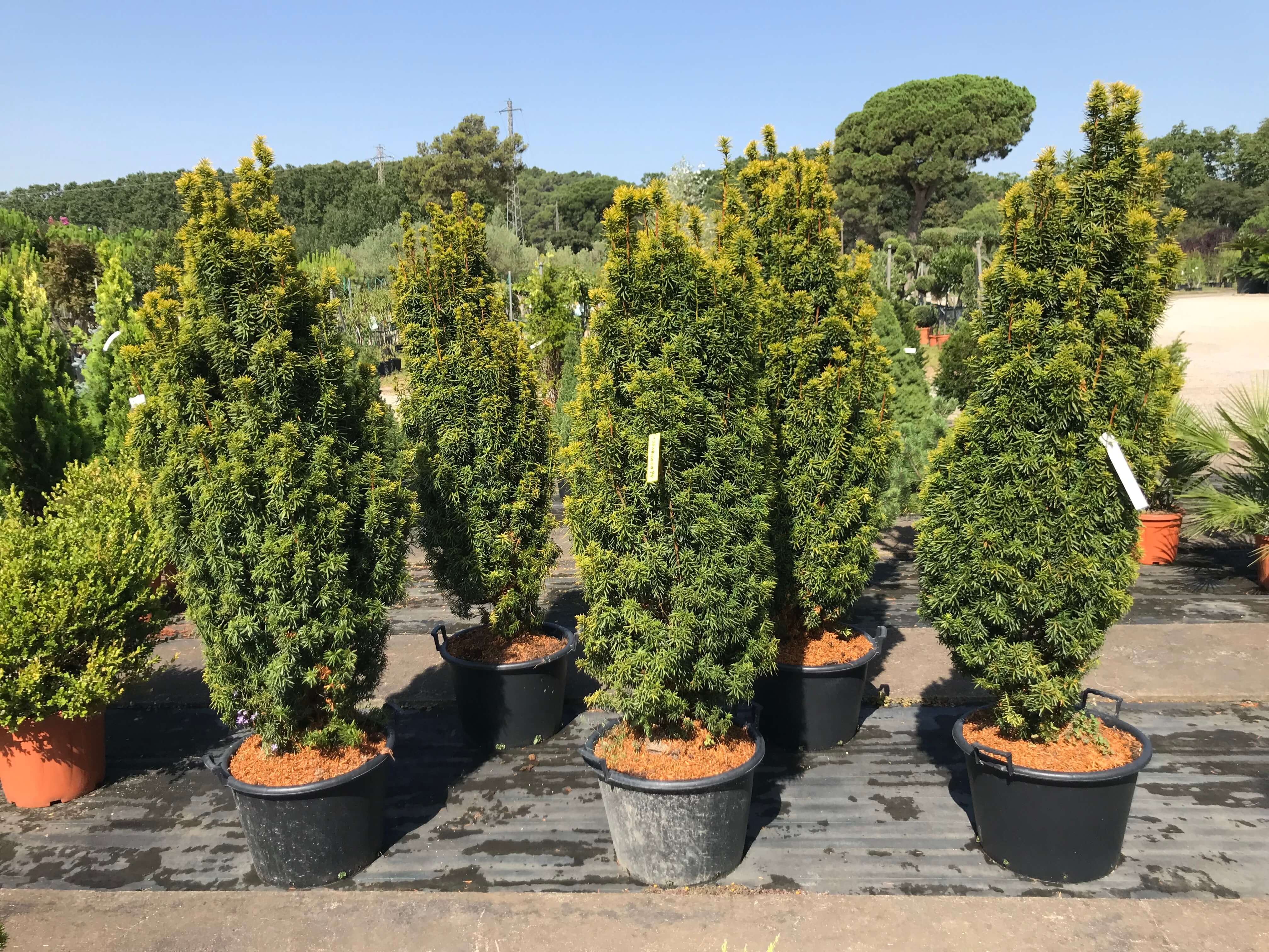 Coníferas - Viveros de Cardedeu